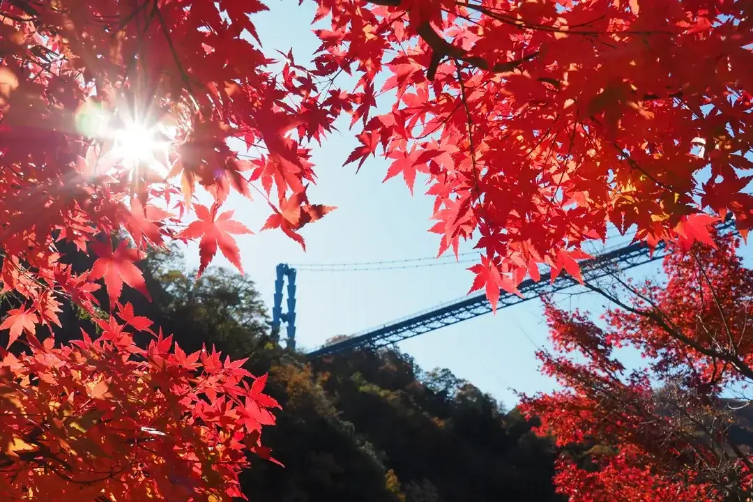 常陸太田市｜第34回竜神峡紅葉まつり