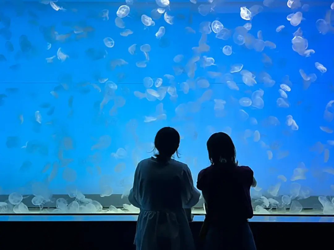 大洗町：アクアワールド大洗水族館クラゲ大水槽『くらげ３６５』リニューアル